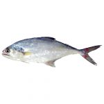 ماهی سارم - آریامیت