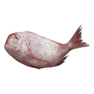 ماهی شانک - آریامیت
